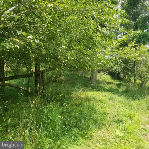 a close up of a plant in a garden