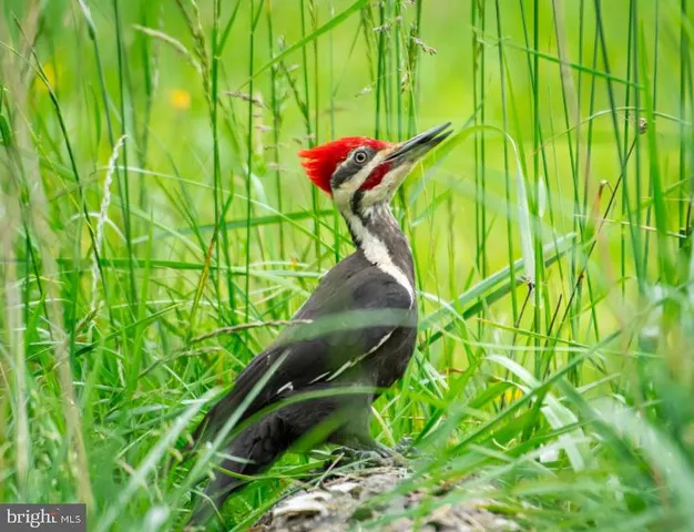 a view of a yard with plants and wooden fence