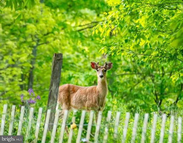 a view of outdoor space and garden