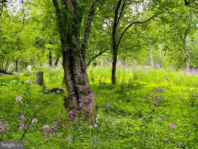 a view of a small yard
