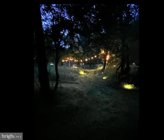 a view of a lush green forest