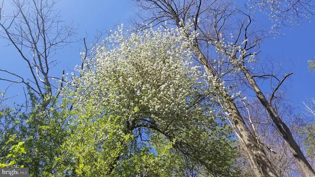 a view of a yard with plants and trees