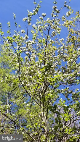a view of lake from a yard