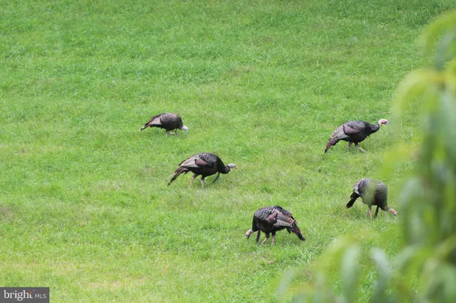 a view of a green yard