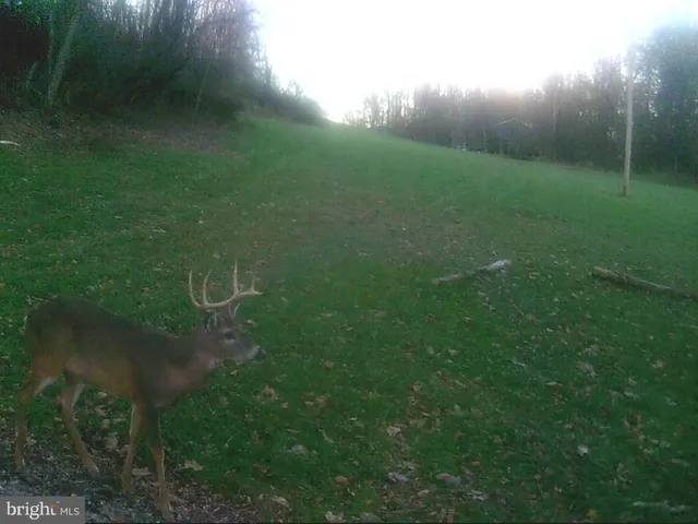 a view of yard with green space