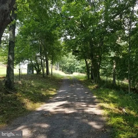 a view of a trees in a yard