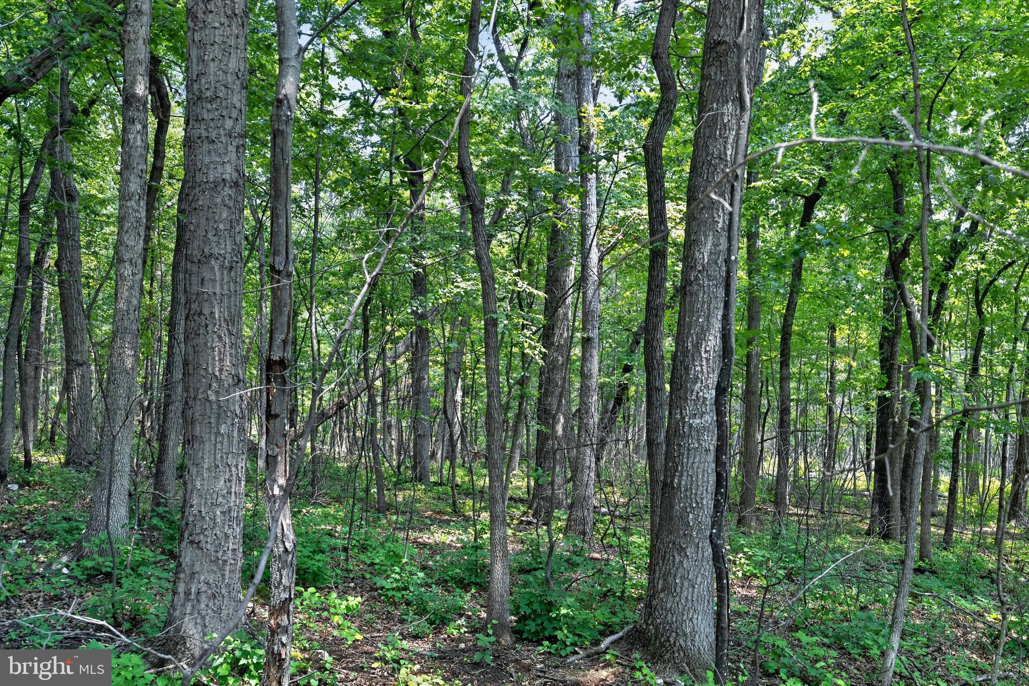 Indian Trail Road Luray, VA 22835 - Photo 12 of 23 Lush forest teeming with life.