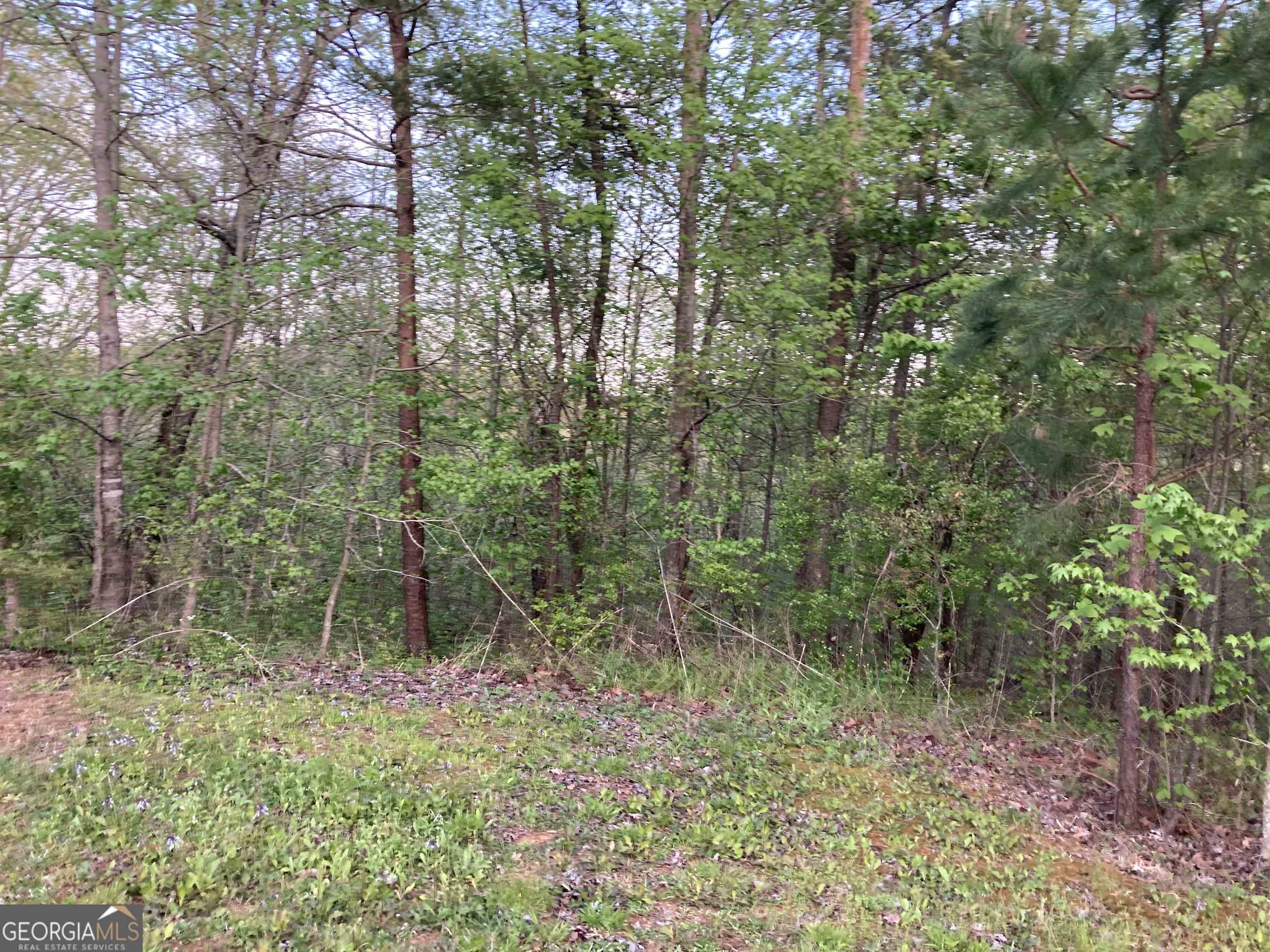 a view of a lush green forest
