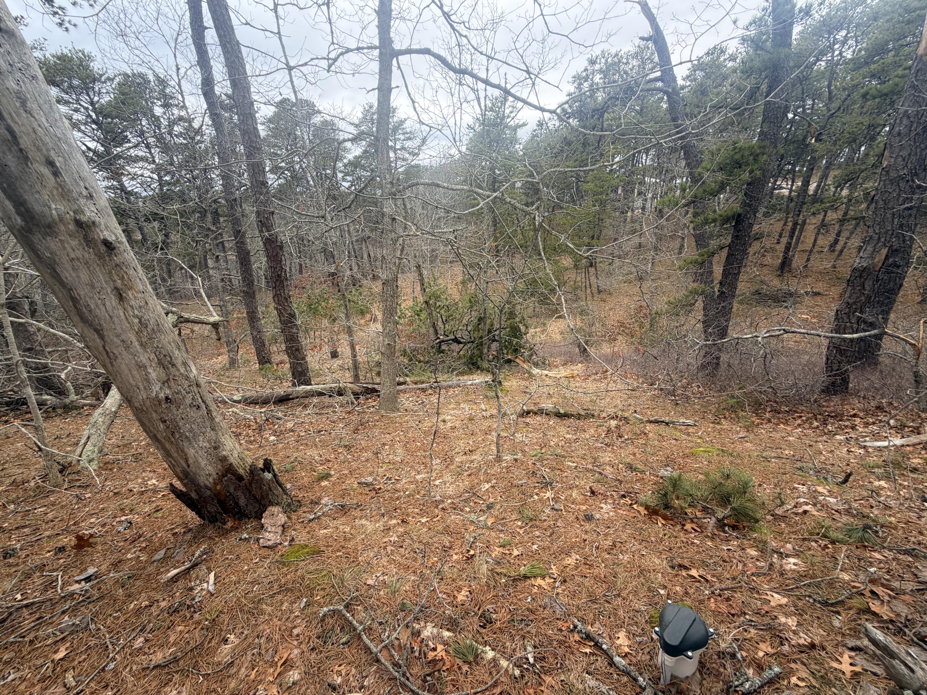 60 Perch Pond Way Wellfleet, MA 02667 - Photo 8 of 8 a view of covered with snow