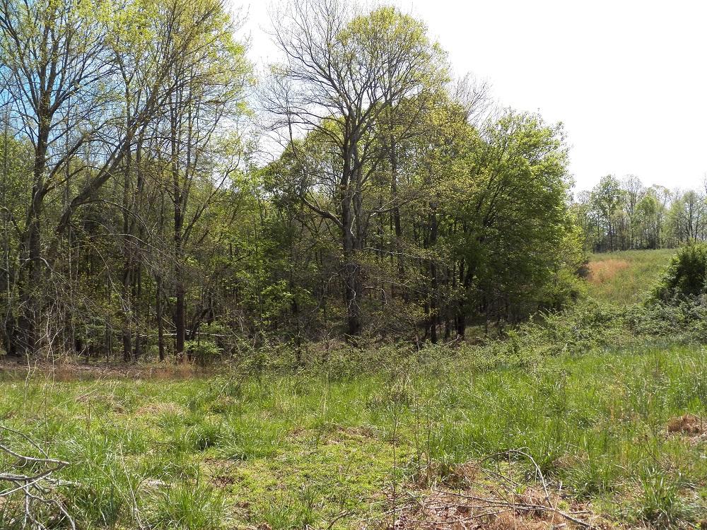 409 Cedar Grove Road Loudon, TN 37774 - Photo 4 of 7 133_0691