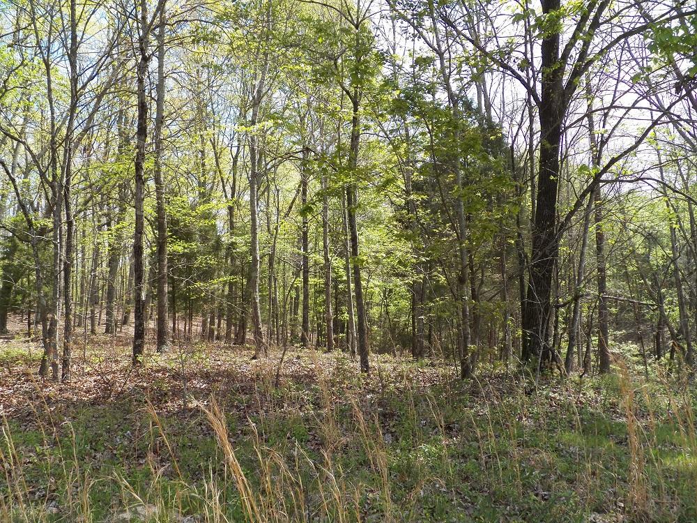 409 Cedar Grove Road Loudon, TN 37774 - Photo 5 of 7 133_0692