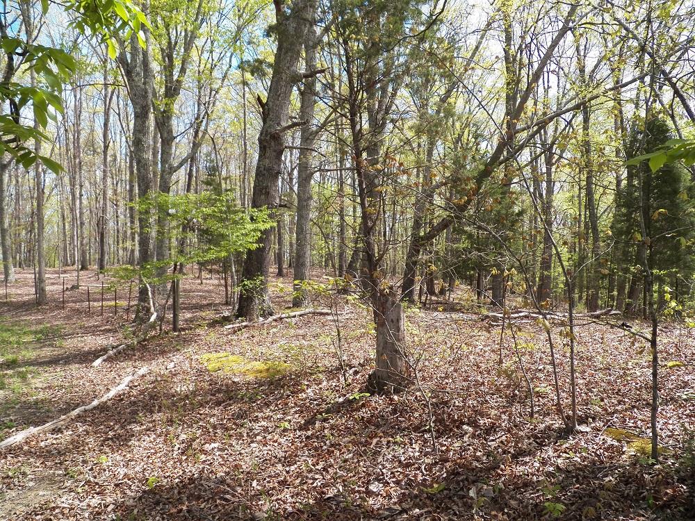 409 Cedar Grove Road Loudon, TN 37774 - Photo 7 of 7 133_0694