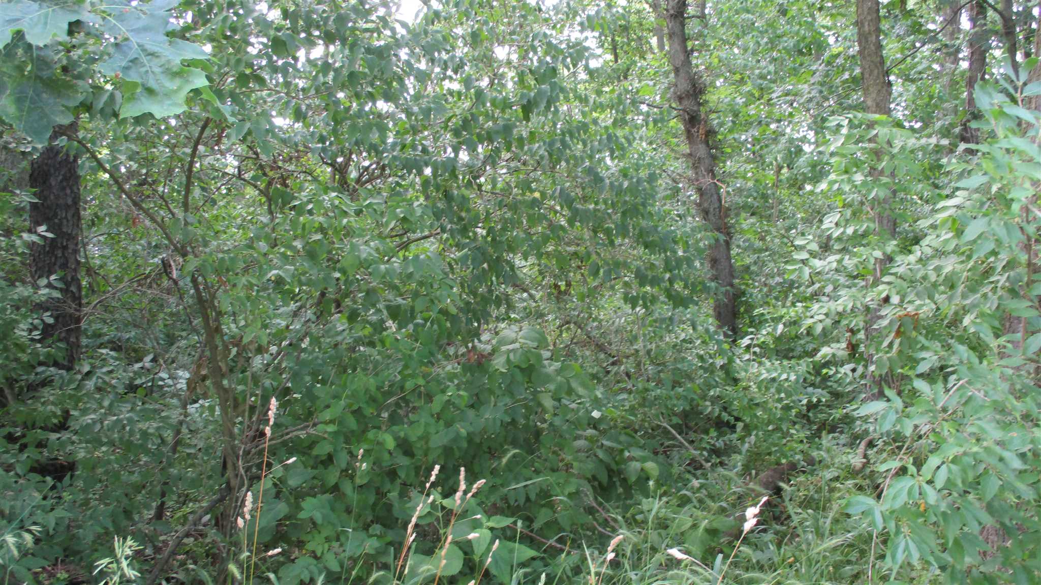 West Milkhouse Road Delphi, IN 46923 - Photo 3 of 5 Gallery Image 3
