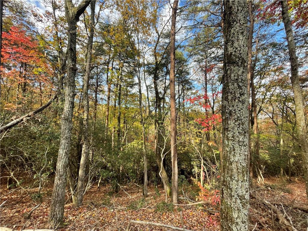 0 Firetower Road Jasper, GA 30143 - Photo 28 of 63 View of mother earth's splendor