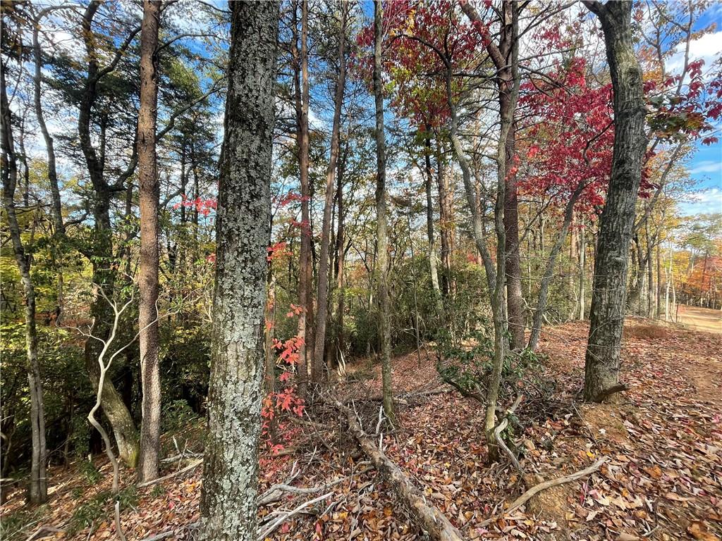 0 Firetower Road Jasper, GA 30143 - Photo 29 of 63 View of local wilderness