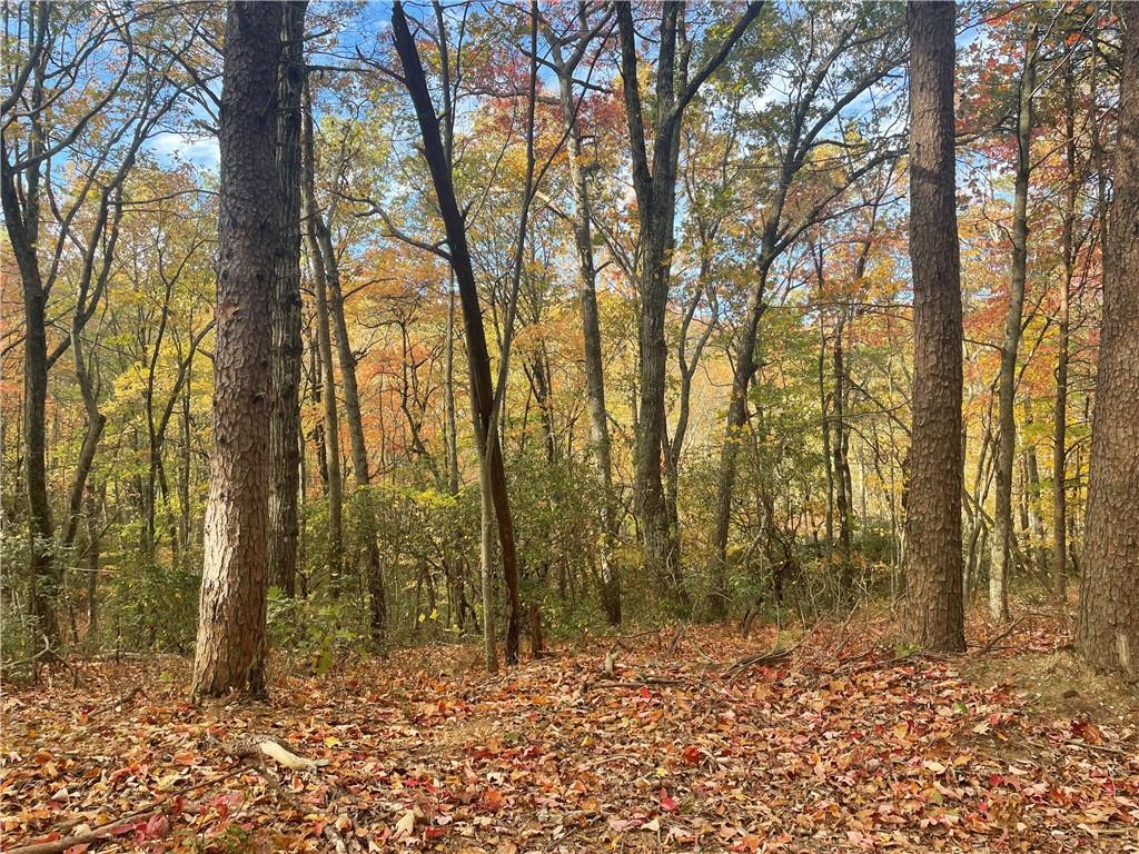 0 Firetower Road Jasper, GA 30143 - Photo 36 of 63 View of mother earth's splendor