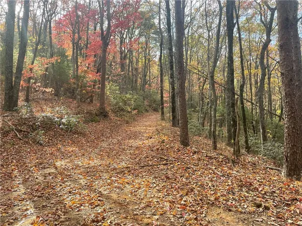 a view of forest