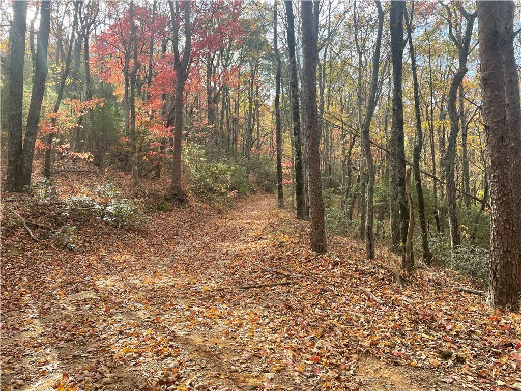 0 Firetower Road Jasper, GA 30143 - Photo 38 of 63 View of local wilderness