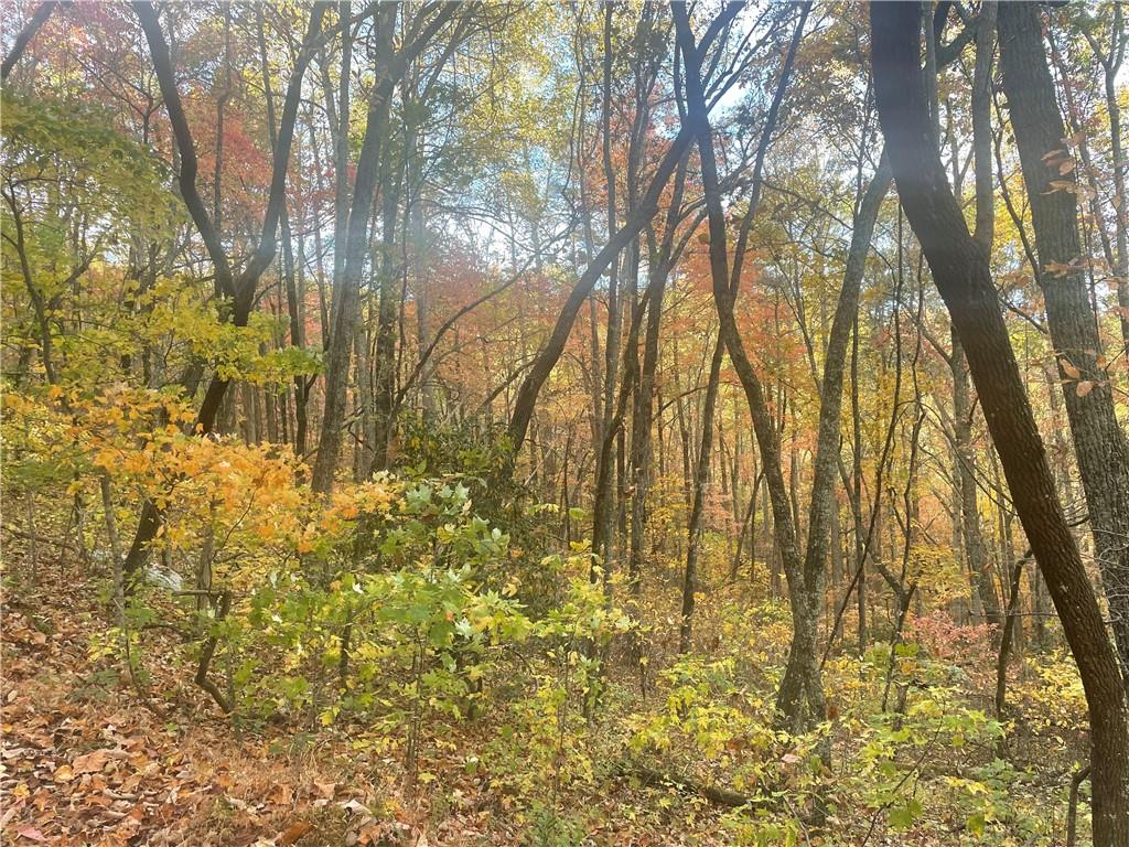 0 Firetower Road Jasper, GA 30143 - Photo 43 of 63 View of local wilderness