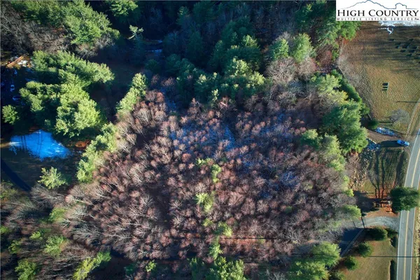 a plant that is in a garden