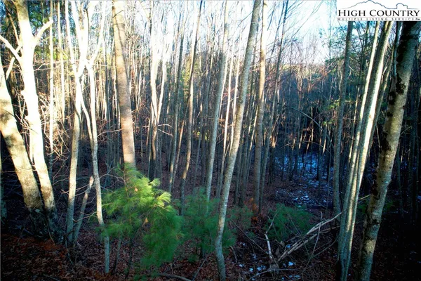 a view of backyard with plants and trees