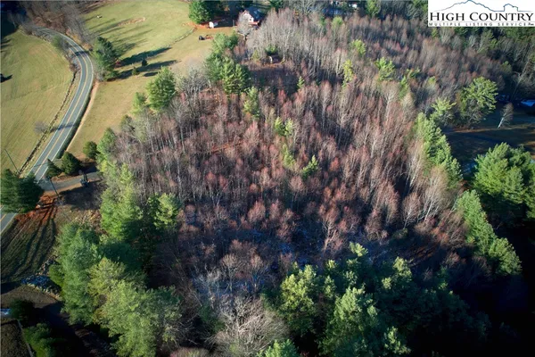 a view of a garden with a tree