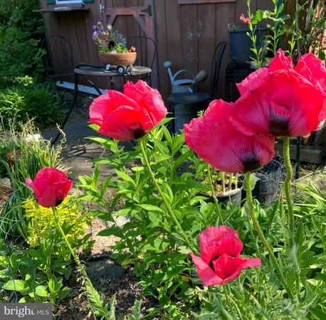 a view of a flower in a garden