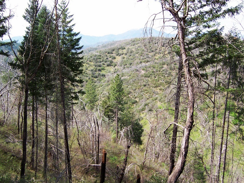 77-ac 77-ac Backbone Ridge Road Bella Vista, CA 96008 - Photo 11 of 13 property3
