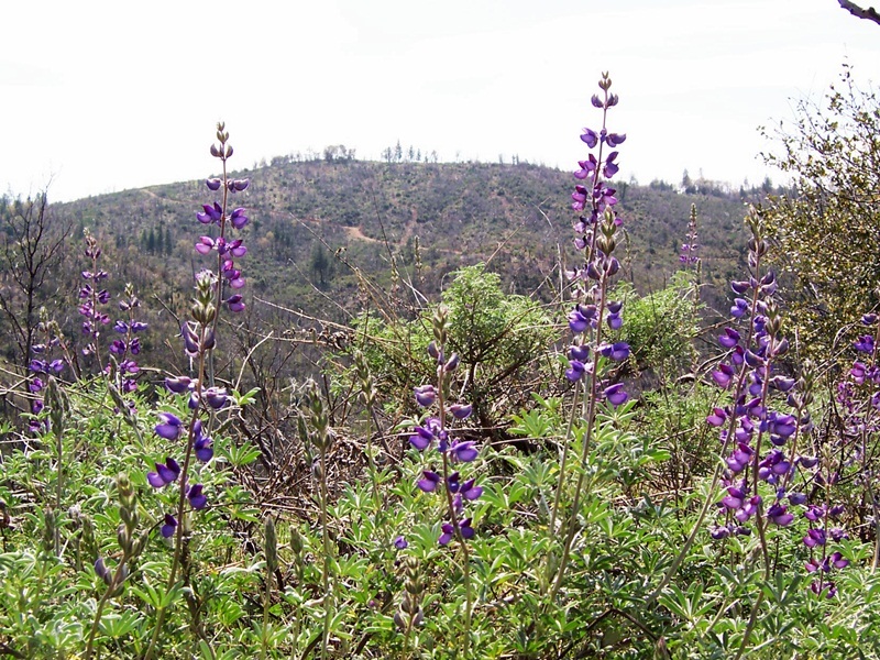 77-ac 77-ac Backbone Ridge Road Bella Vista, CA 96008 - Photo 13 of 13 3