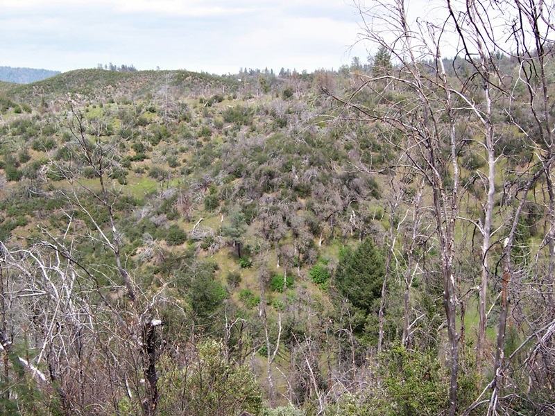 77-ac 77-ac Backbone Ridge Road Bella Vista, CA 96008 - Photo 10 of 13 property2