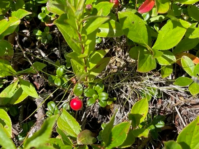 $1,100,000 | Lot 87.72 Shag Rock Road, Lubec, ME 04652