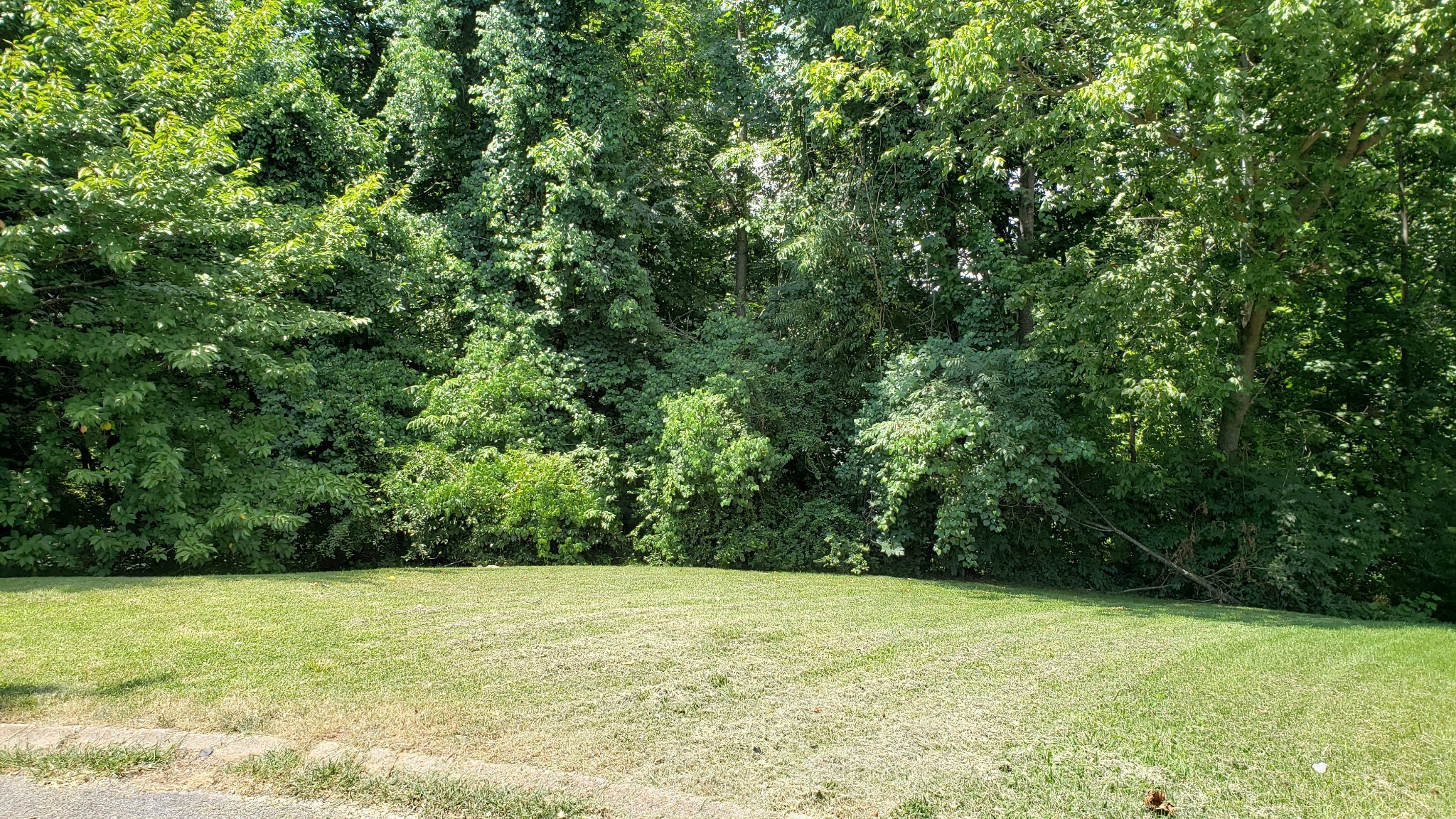 a view of a yard with a trees