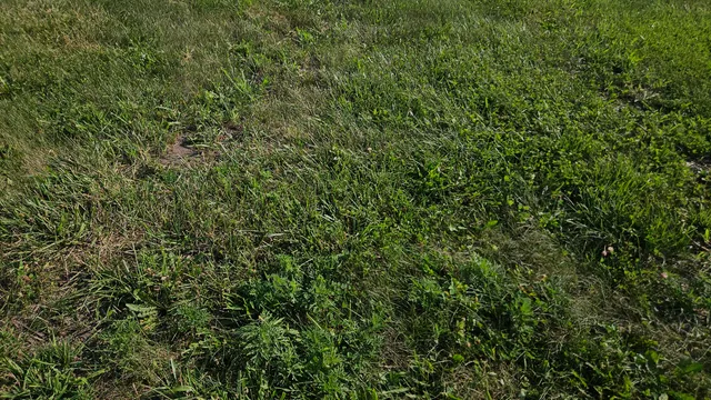 a view of field with trees in the background