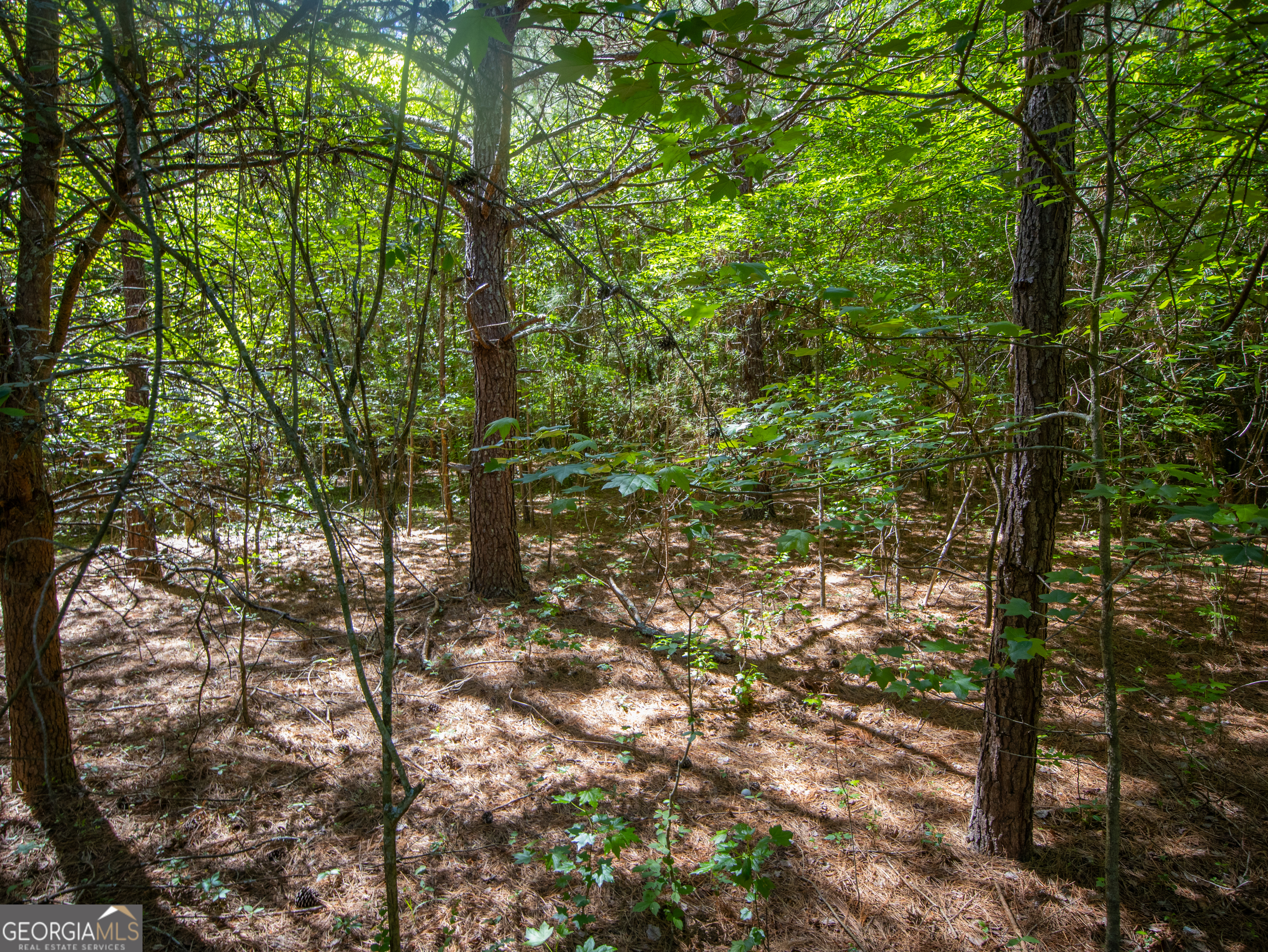 5.5-acres Bronco Road LaFayette, GA 30728 - Photo 5 of 17 a backyard of a house with lots of trees