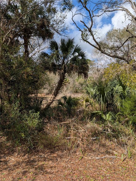 Lorie Street Inglis, FL 34449 - Photo 1 of 3 a view of a tree in a forest