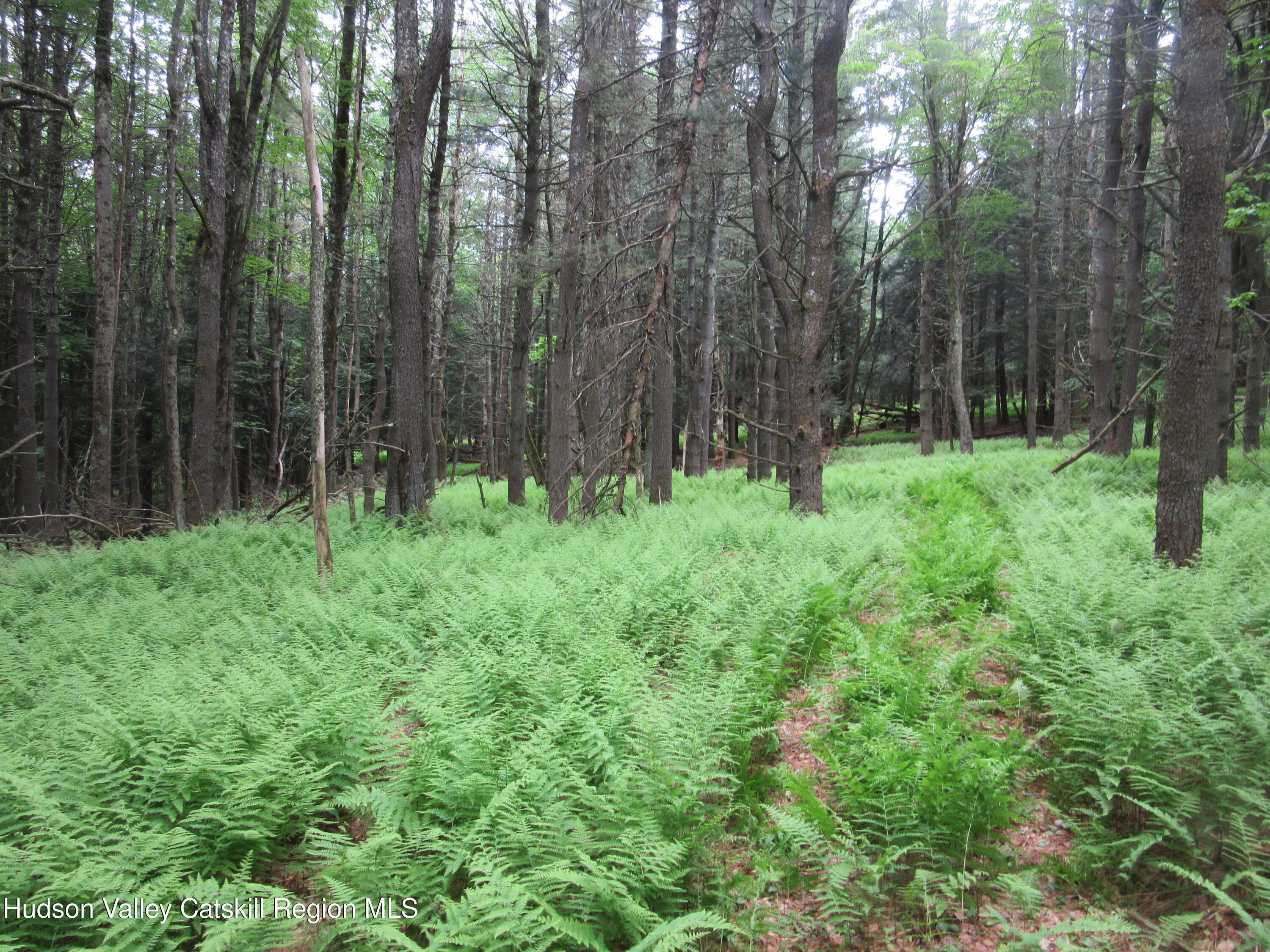 0 Airport Road Jewett, NY 12444 - Photo 23 of 38 IMG_7512