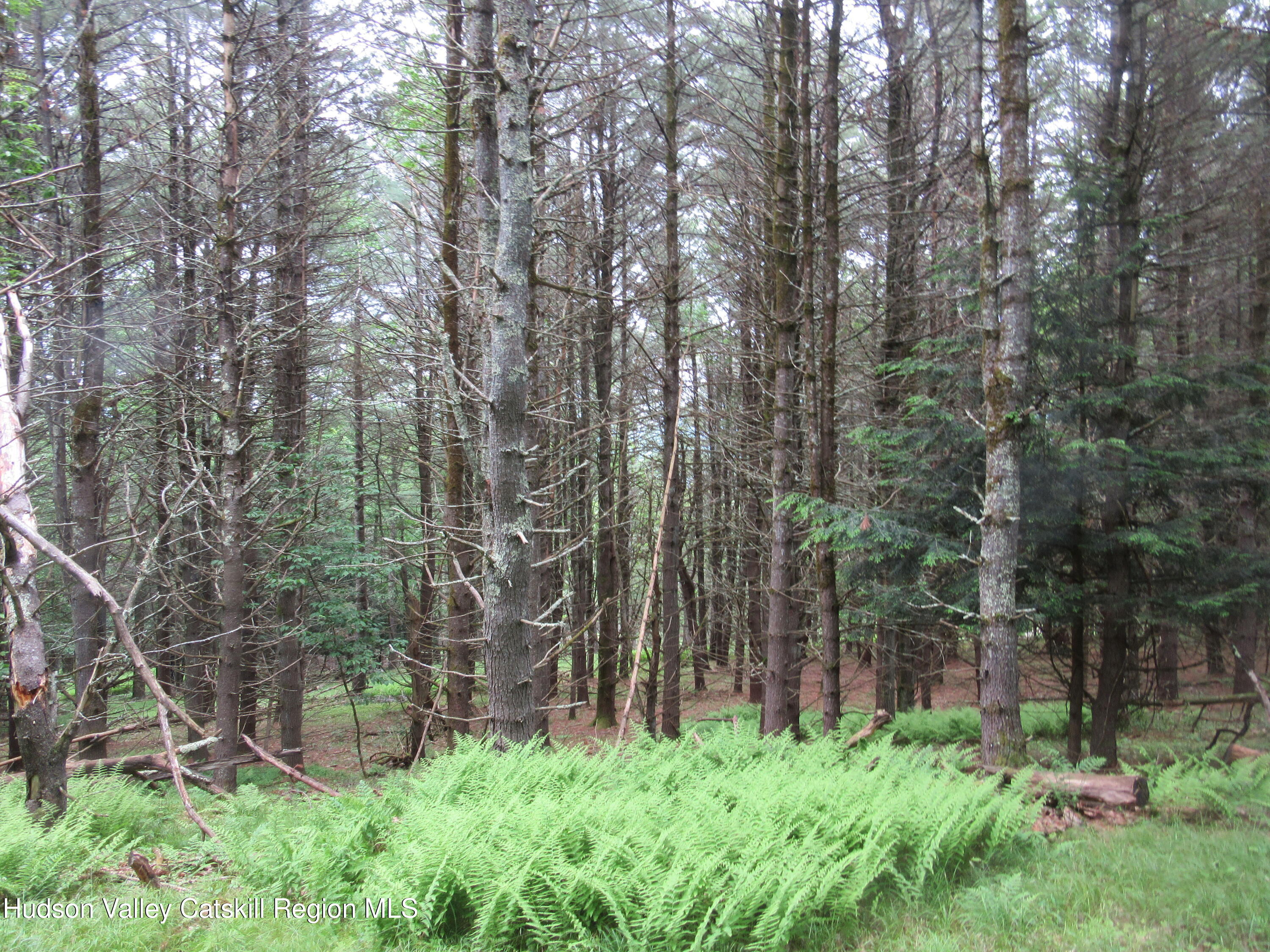 0 Airport Road Jewett, NY 12444 - Photo 29 of 38 IMG_7521