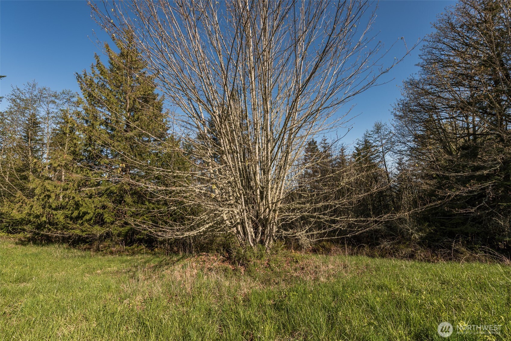 999 Ravens Ridge Road Sequim, WA 98382 - Photo 24 of 40 a view of a yard