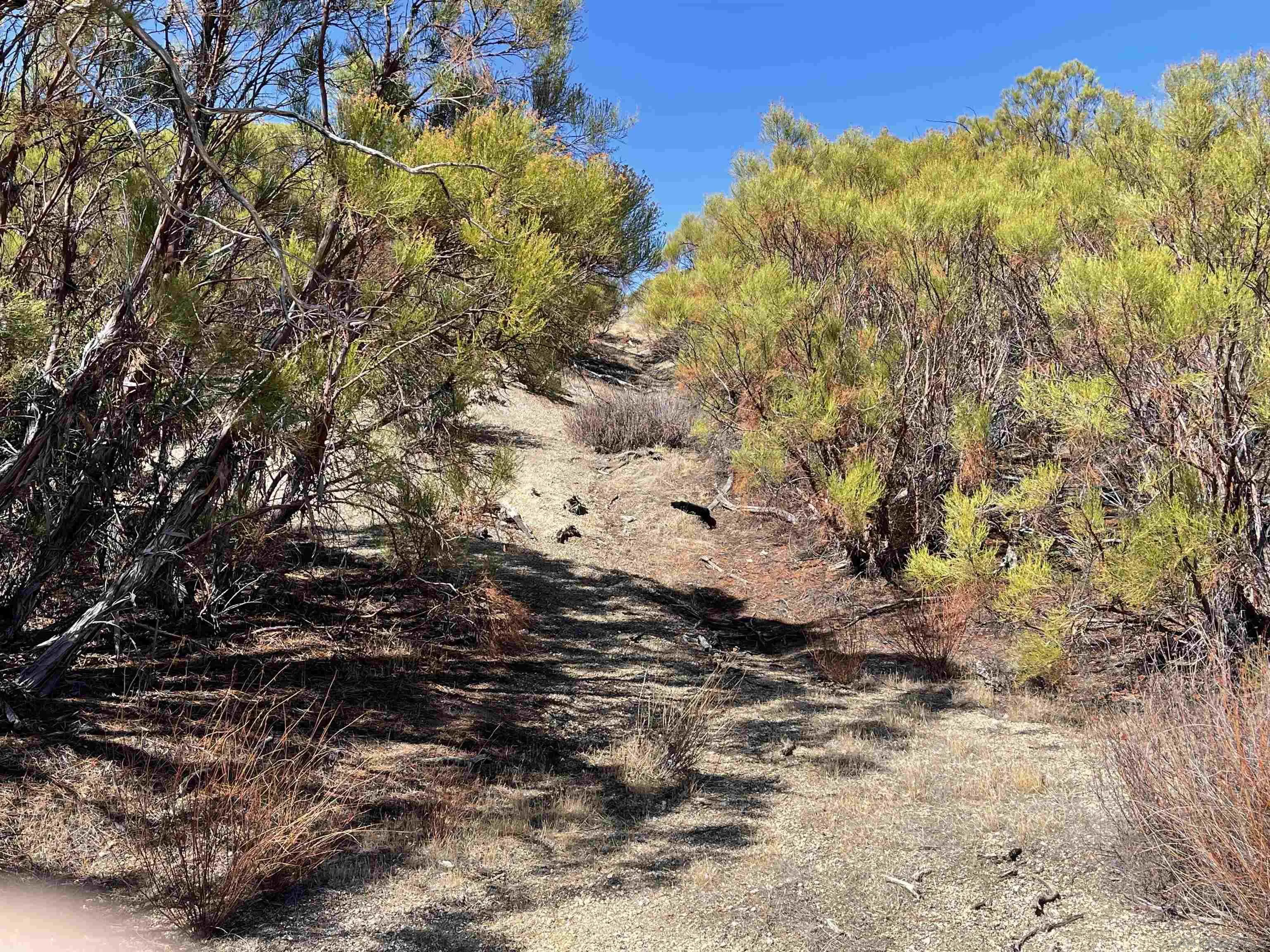 3-lots Chihuahua Valley Road, Unit 36 Warner Springs, CA 92086 - Photo 5 of 6 a view of a tree