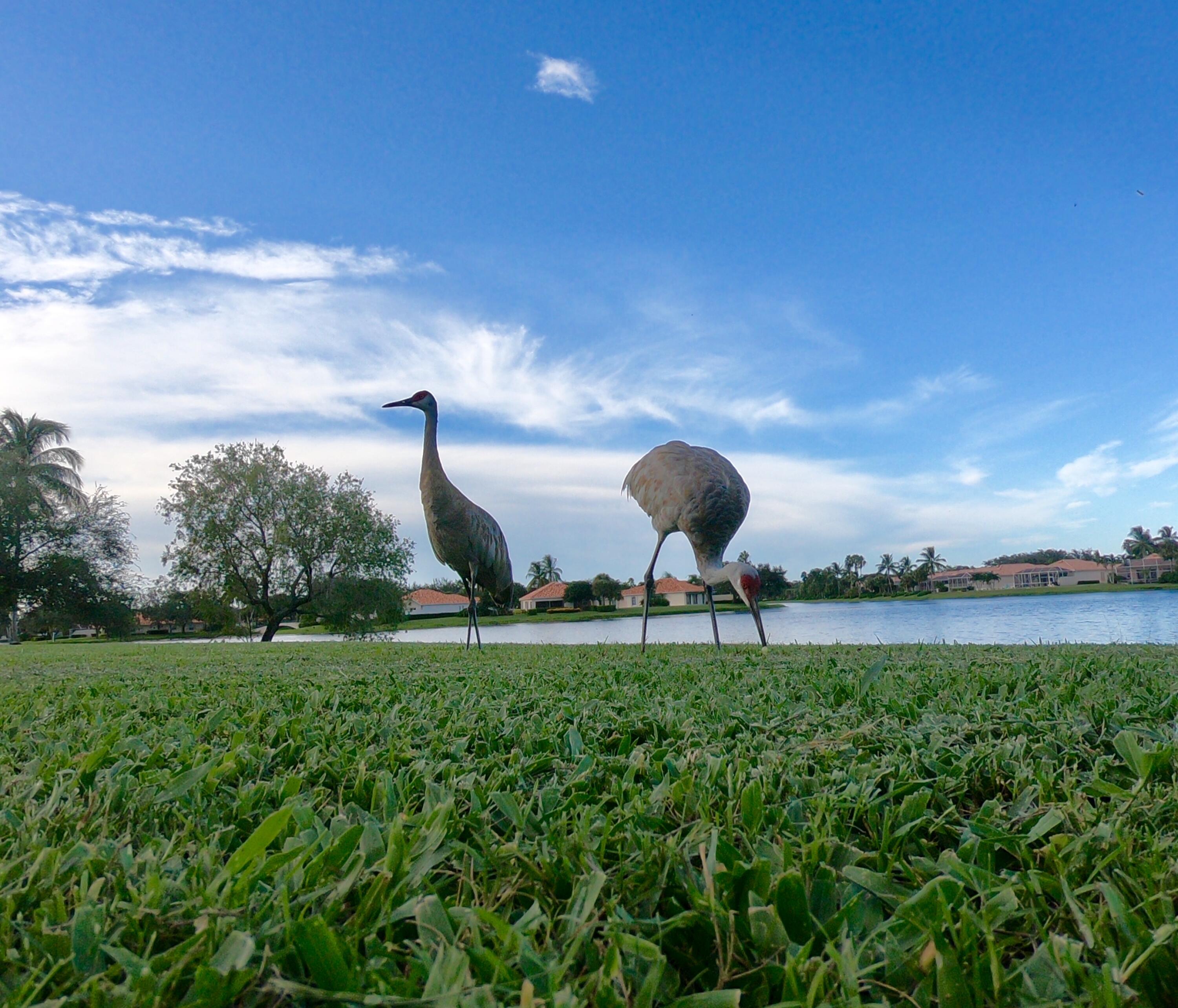 2162 Blue Springs Road West Palm Beach, FL 33411 - Photo 35 of 42 Birds