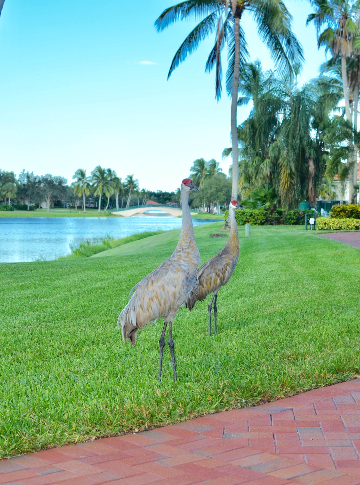 2162 Blue Springs Road West Palm Beach, FL 33411 - Photo 36 of 42 Birds