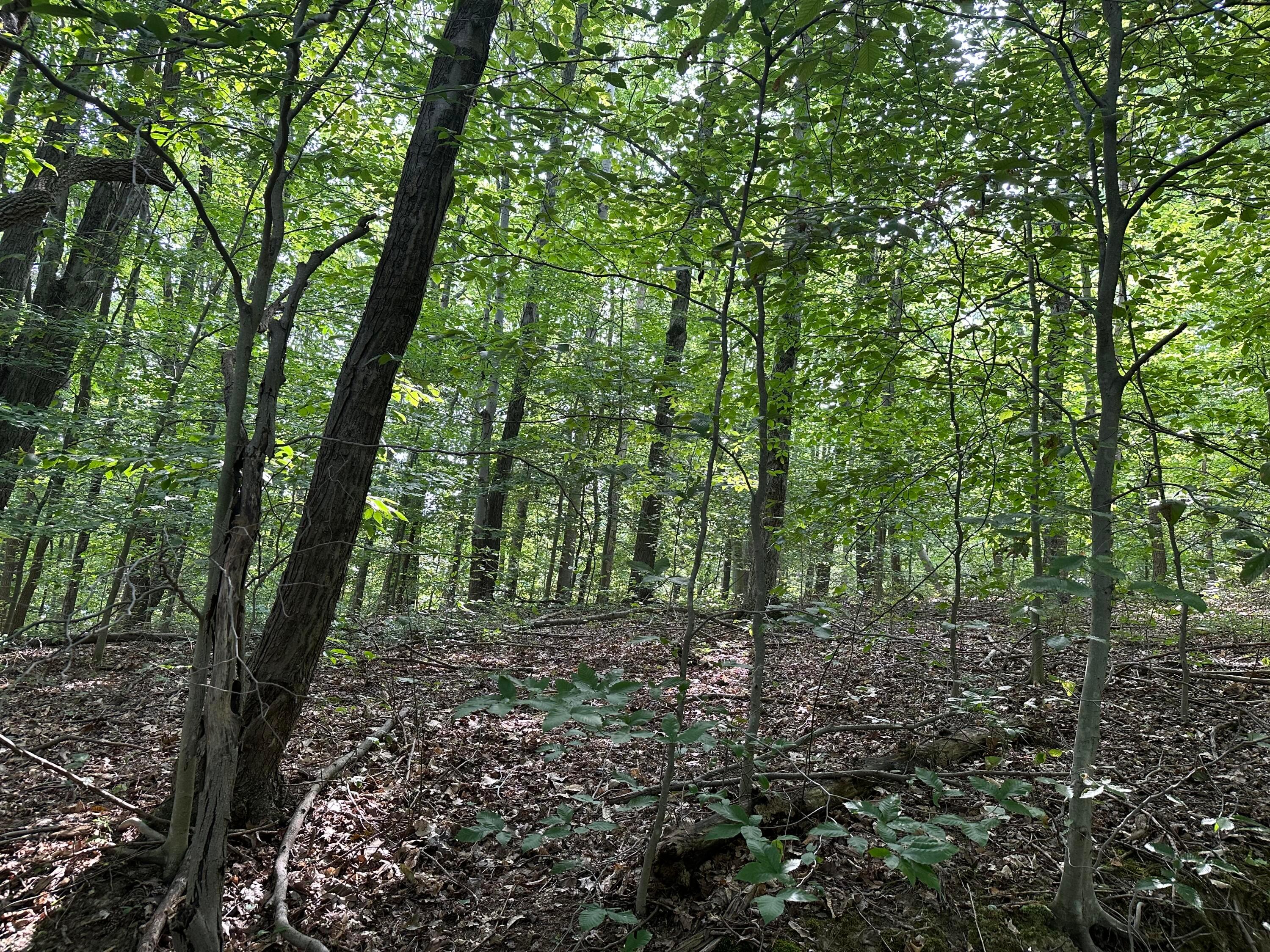 0 Smith Chapel Road Logan, OH 43138 - Photo 2 of 3 IMG-6262