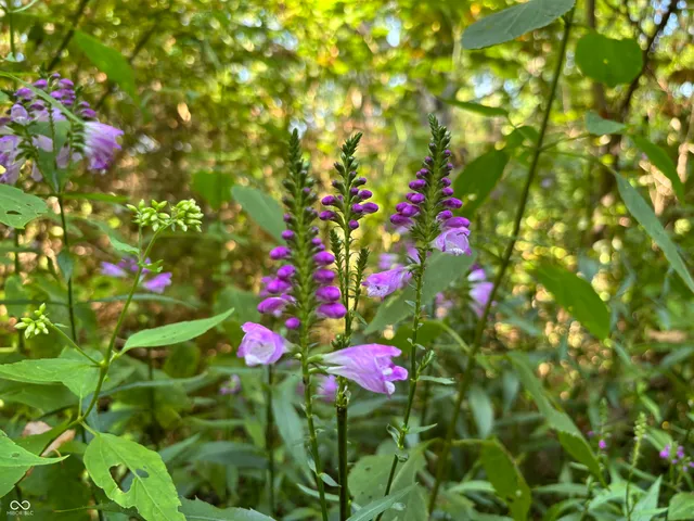 $110,000 | 6546 Highway 121, Connersville, IN 47331