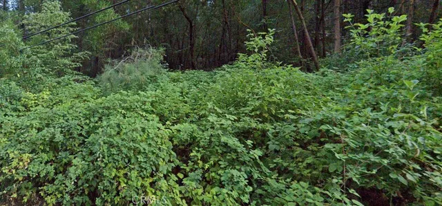 a view of a garden with plants