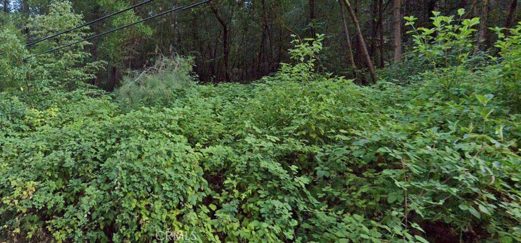 a view of a garden with plants
