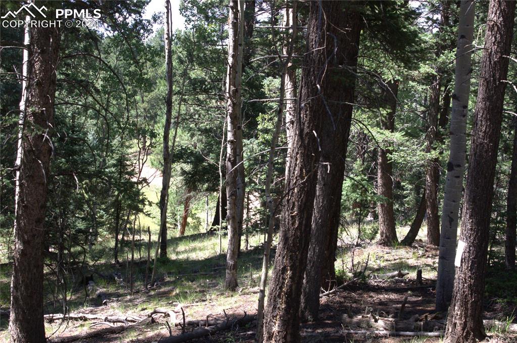 358 Pawutsy Road Florissant, CO 80816 - Photo 11 of 21