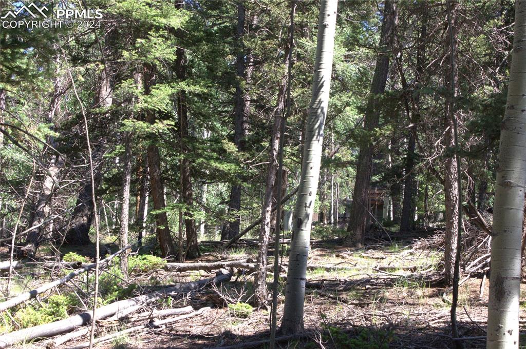 358 Pawutsy Road Florissant, CO 80816 - Photo 14 of 21