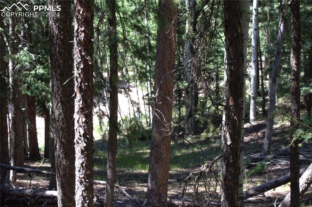 358 Pawutsy Road Florissant, CO 80816 - Photo 15 of 21