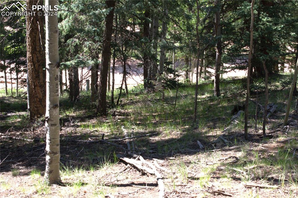 358 Pawutsy Road Florissant, CO 80816 - Photo 17 of 21