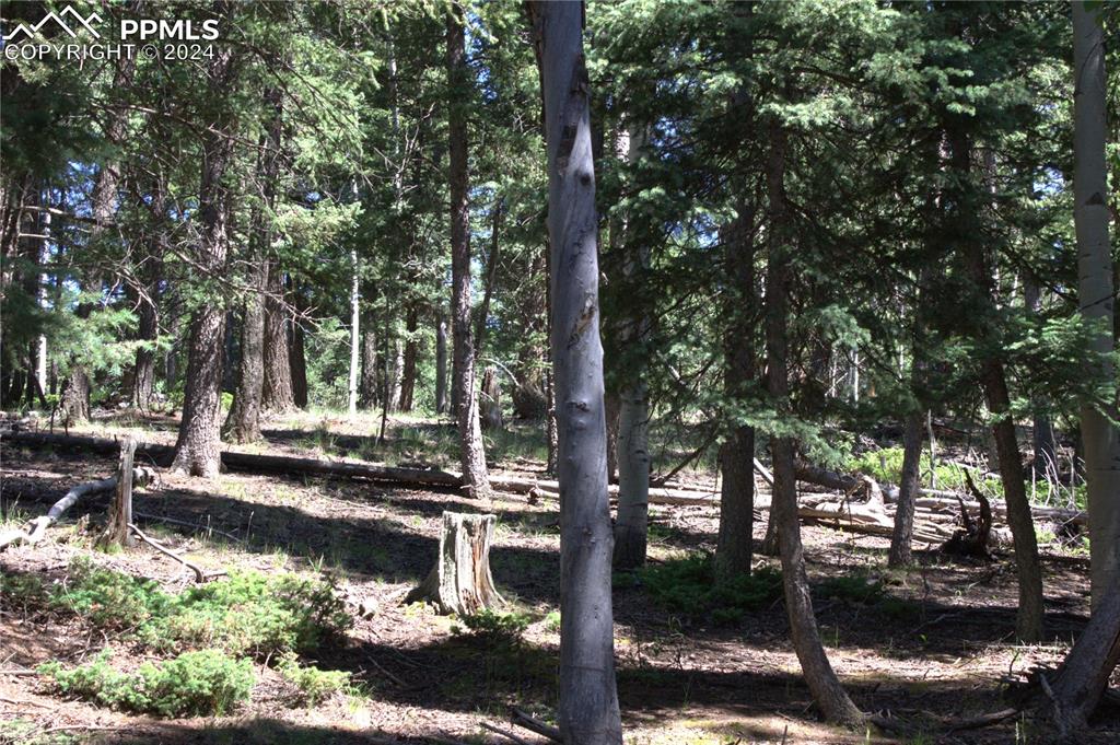 358 Pawutsy Road Florissant, CO 80816 - Photo 3 of 21